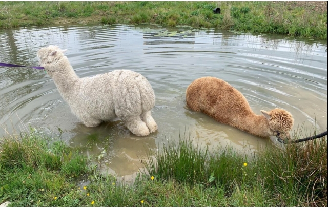  Alpaca nel loro ambiente naturale 