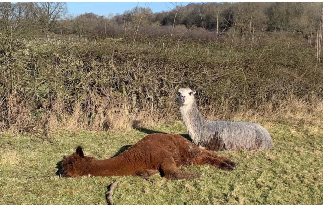  Alpaca che si godono il sole 