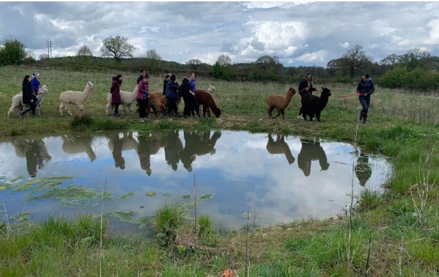  Passeggiata con gli alpaca 