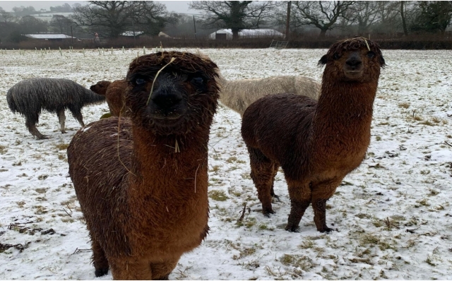 Alpaca innevati