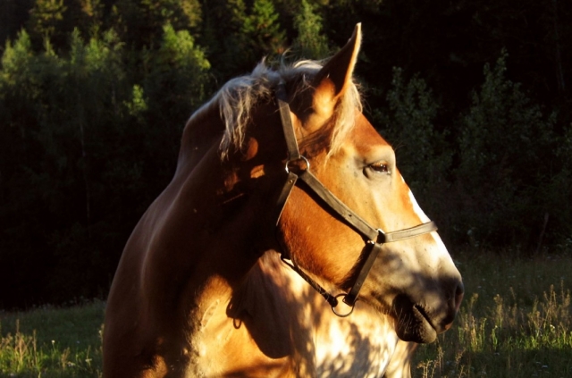  L'ora d'oro 