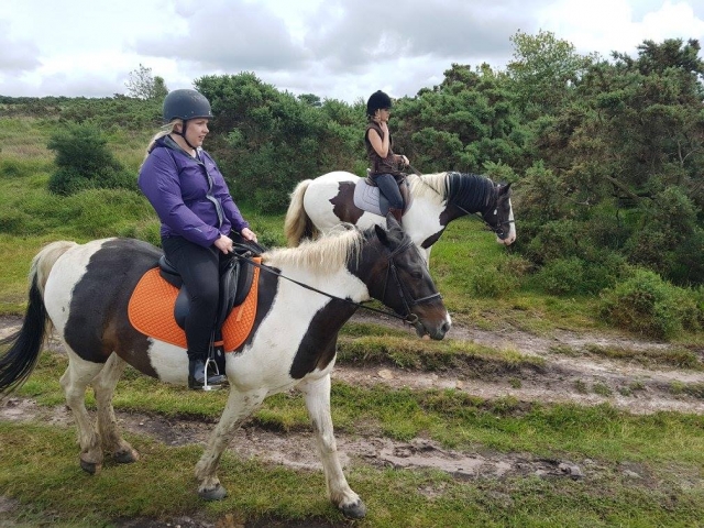 Uma caminhada matinal para os cavalos de Ashdown Forest -9999999 -Saudações do nosso estábulo em Ashdown Forest -99999999999999999999999999999999999999999999999999999 Para uma caminhada na floresta de cinzas