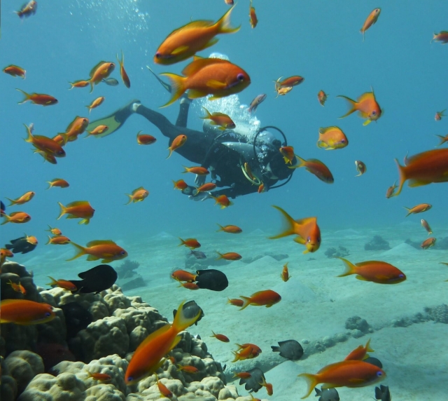 diving-holidays-devon-scaled-1536x2048