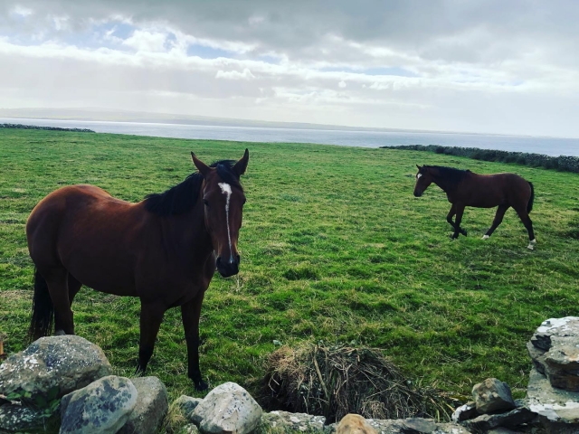  Tenemos visitas a caballos 