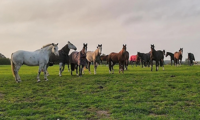  Sessões de cavalo divertido