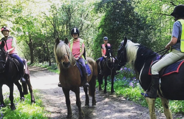  Hacking en Ashdown Forest 