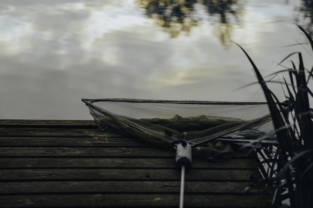  Beaucoup de poissons à pêcher au bord du lac 
