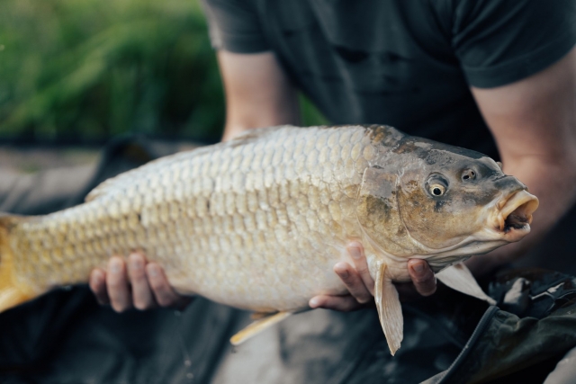  Pêcher des carpes 