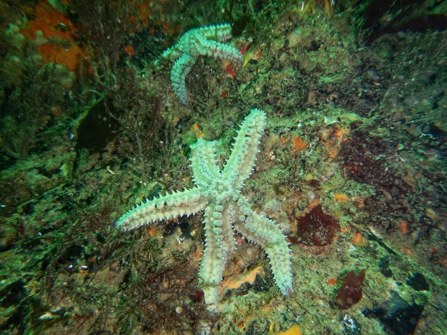  Trouvez des étoiles de mer 