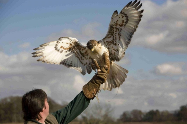  Guarda i nostri uccelli in tutta la loro gloria