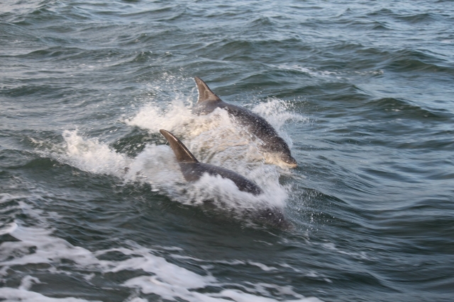 Share the water with dolphins!