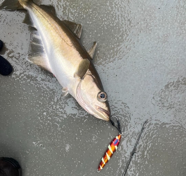  Cattura tutti i tipi di pesce
