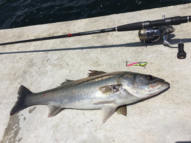 Gehen Sie Barschangeln