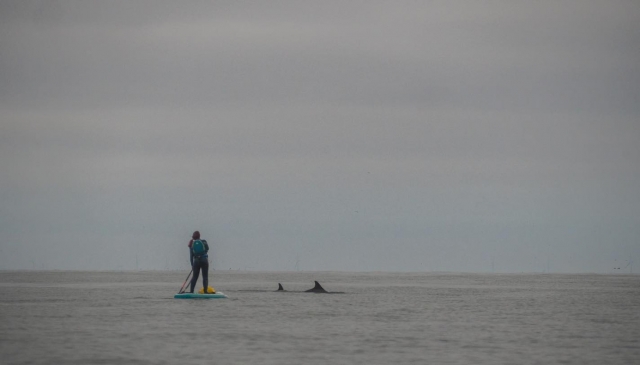 North Sea Dolphins