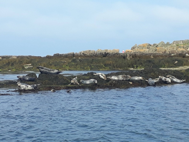  Seals en las rocas 