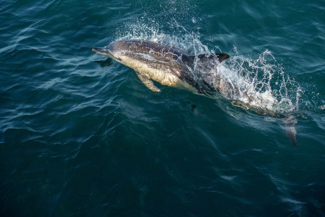  Observation des dauphins 