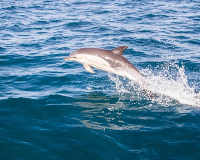  Delfintouren in Cornwall 