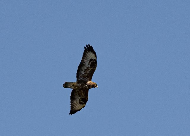 Sea Eagle