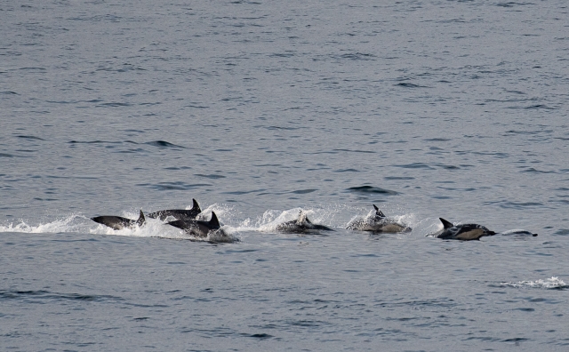 Dolphins