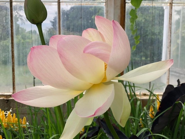  The Royal Botanical Gardens 