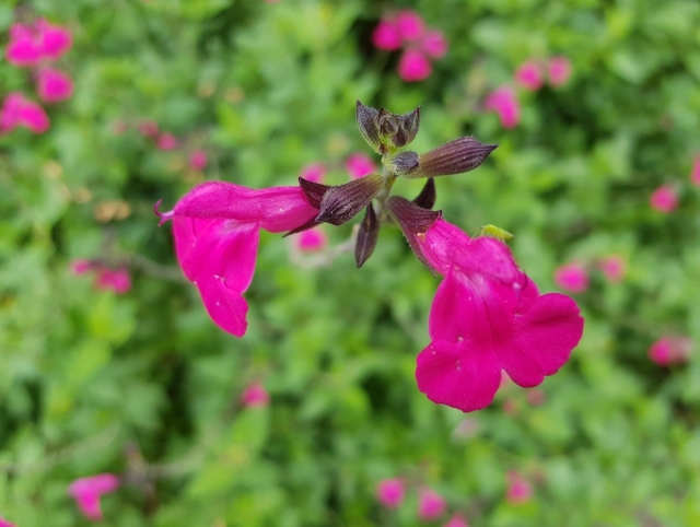  Flowers of the World 