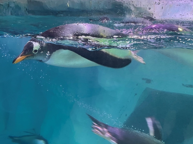  Penguins perfectos 