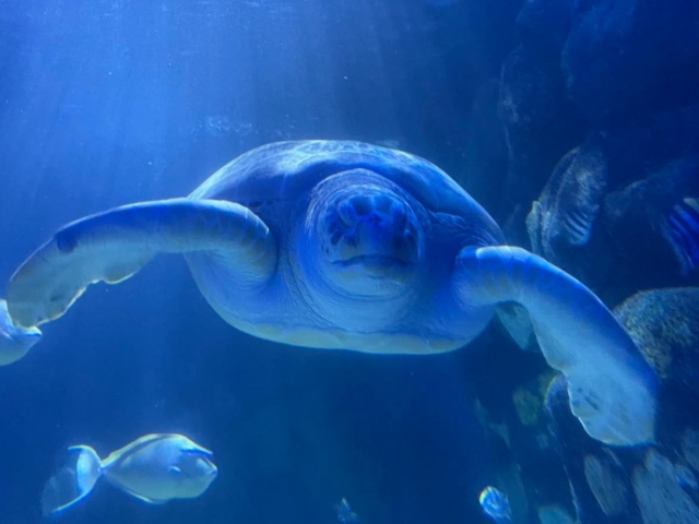  Enormes tortugas 