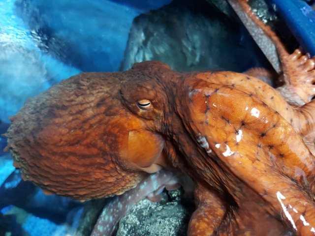  Octopus de cerca 