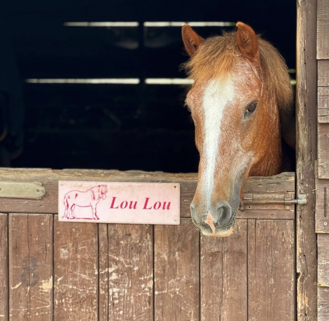  Lou Lou se reposant après un long travail 