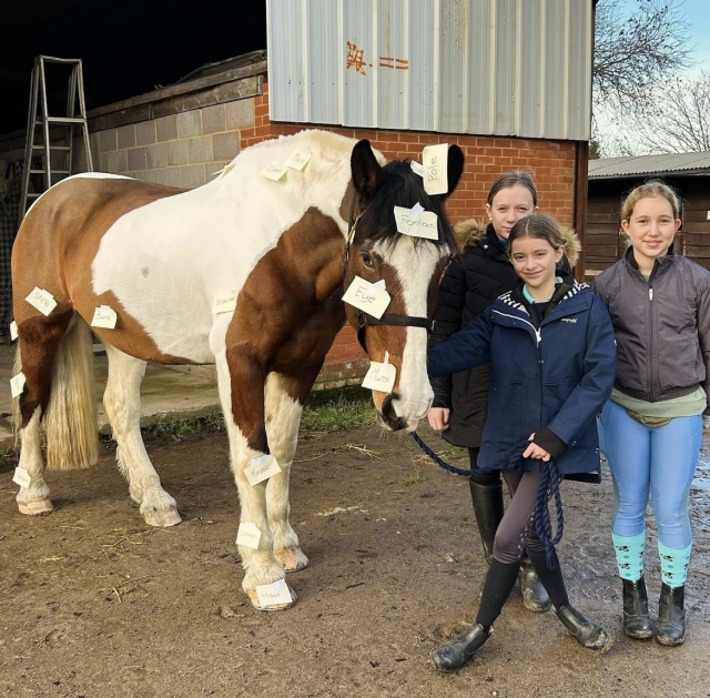 Préparer un de nos chevaux pour la sortie 