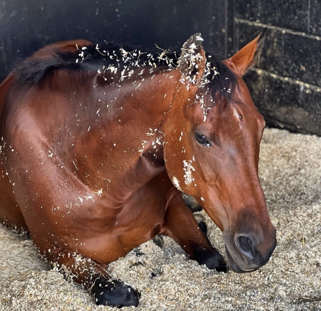  Un cheval d'heure avant de faire un bon nettoyage 