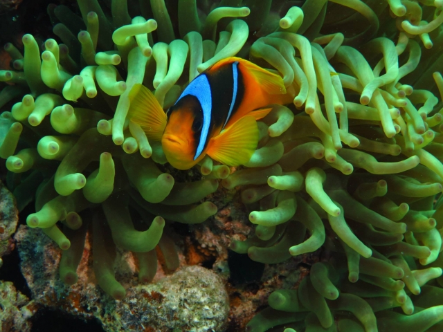  Explorer sous la mer