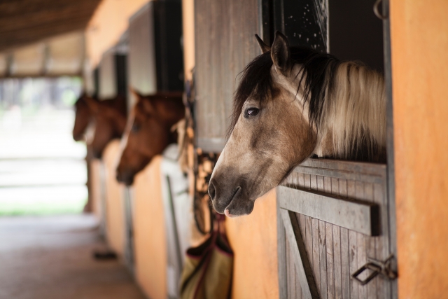  estábulos de cavalo 
