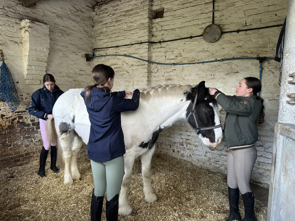 Cuidado de ponis con niños   Cuidado de ponis con niños