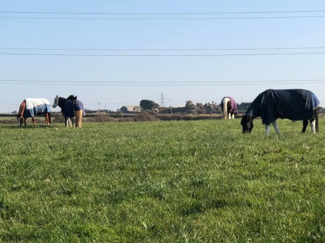  Freundliche Pferde