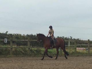 Horse Hacking Session at Lower Pendavey Farm 2h