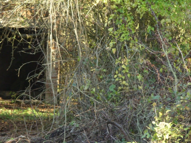 Hiding in the bush