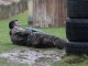Laser Tag Suffolk