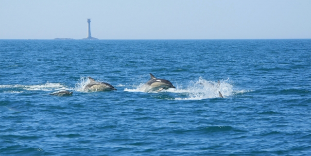  ¡Los lindos delfines! 