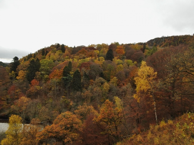  Sfrecciando attraverso le foreste 