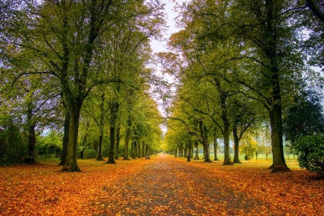 Parkblick 