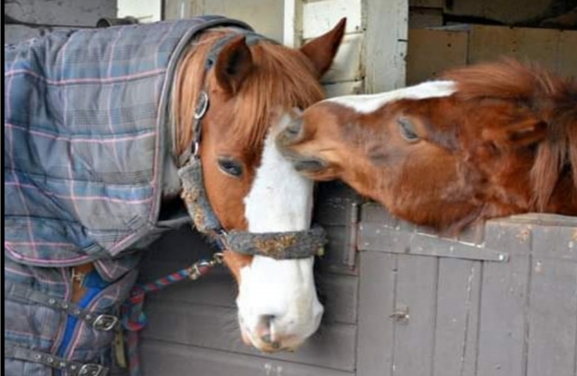 Amore per i cavalli 
