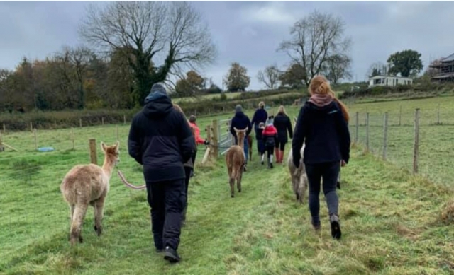  Times divertidos com as alpacas 