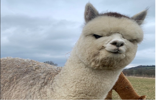  Alpaca fofa 