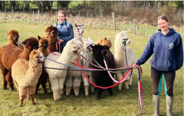  Alpacas ambulantes 