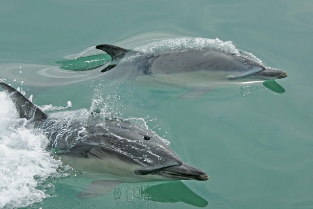  Visitar delfines 