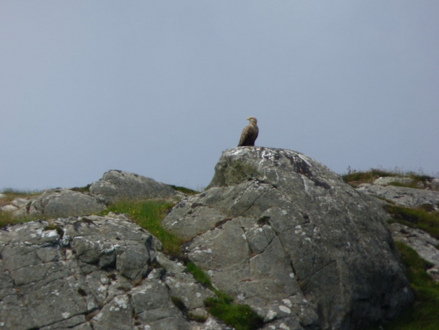  Sea Eagle
