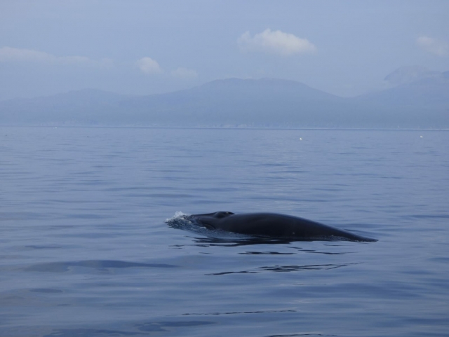  Minke Whale 