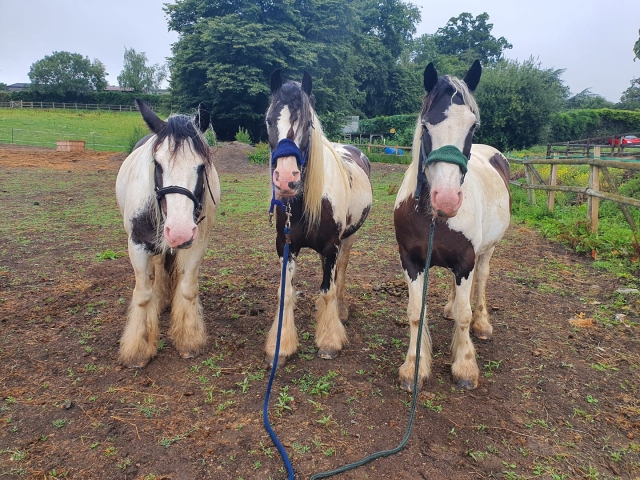 Beautiful ponies