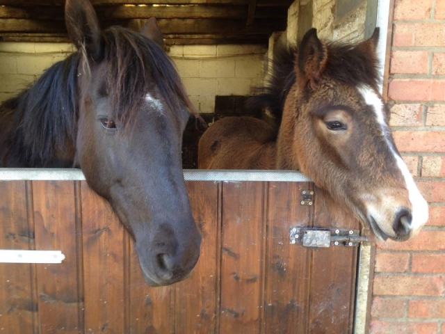  Nuestros ponis y caballos son preciosos